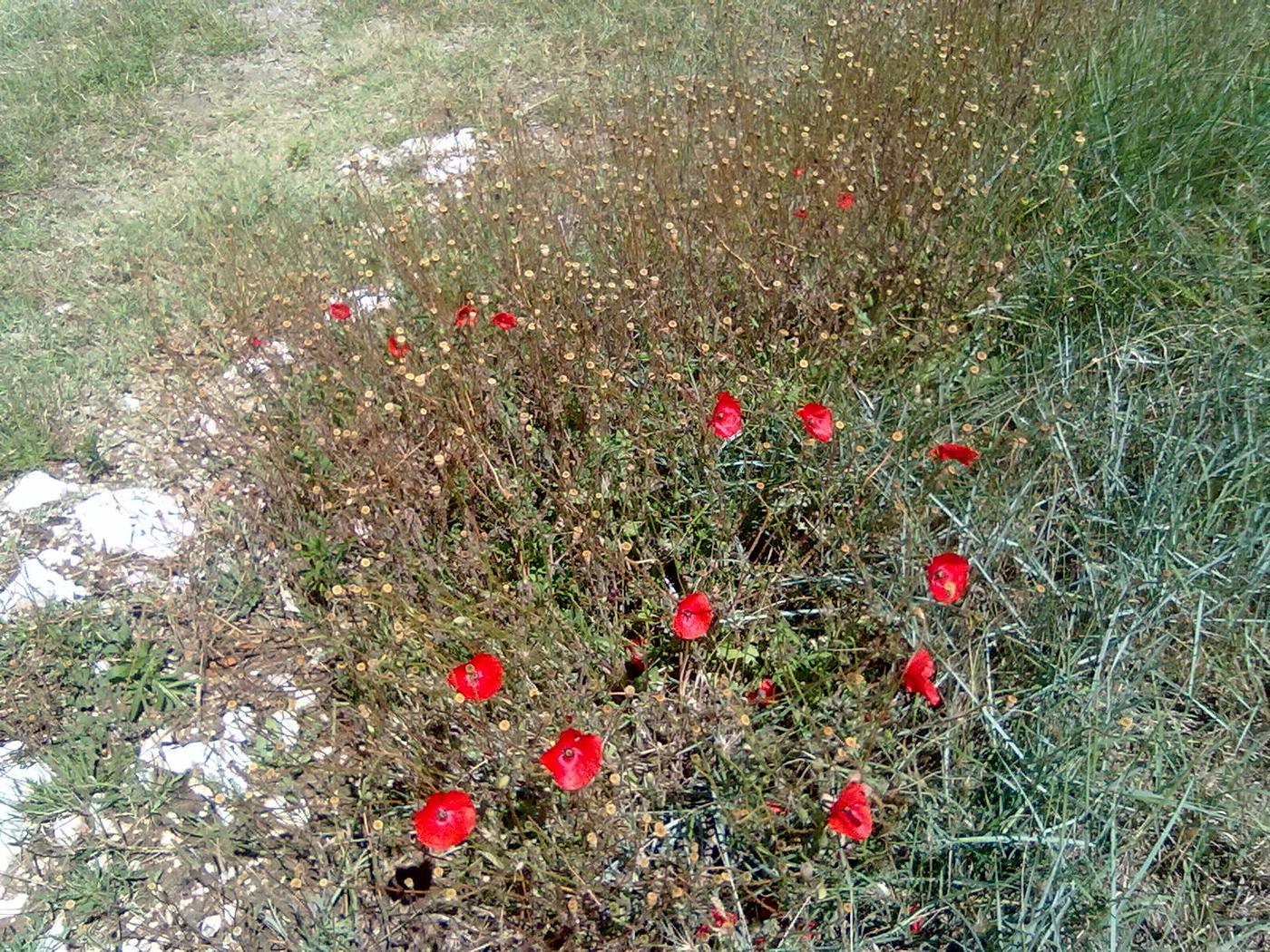 Divé maky na okraji cesty